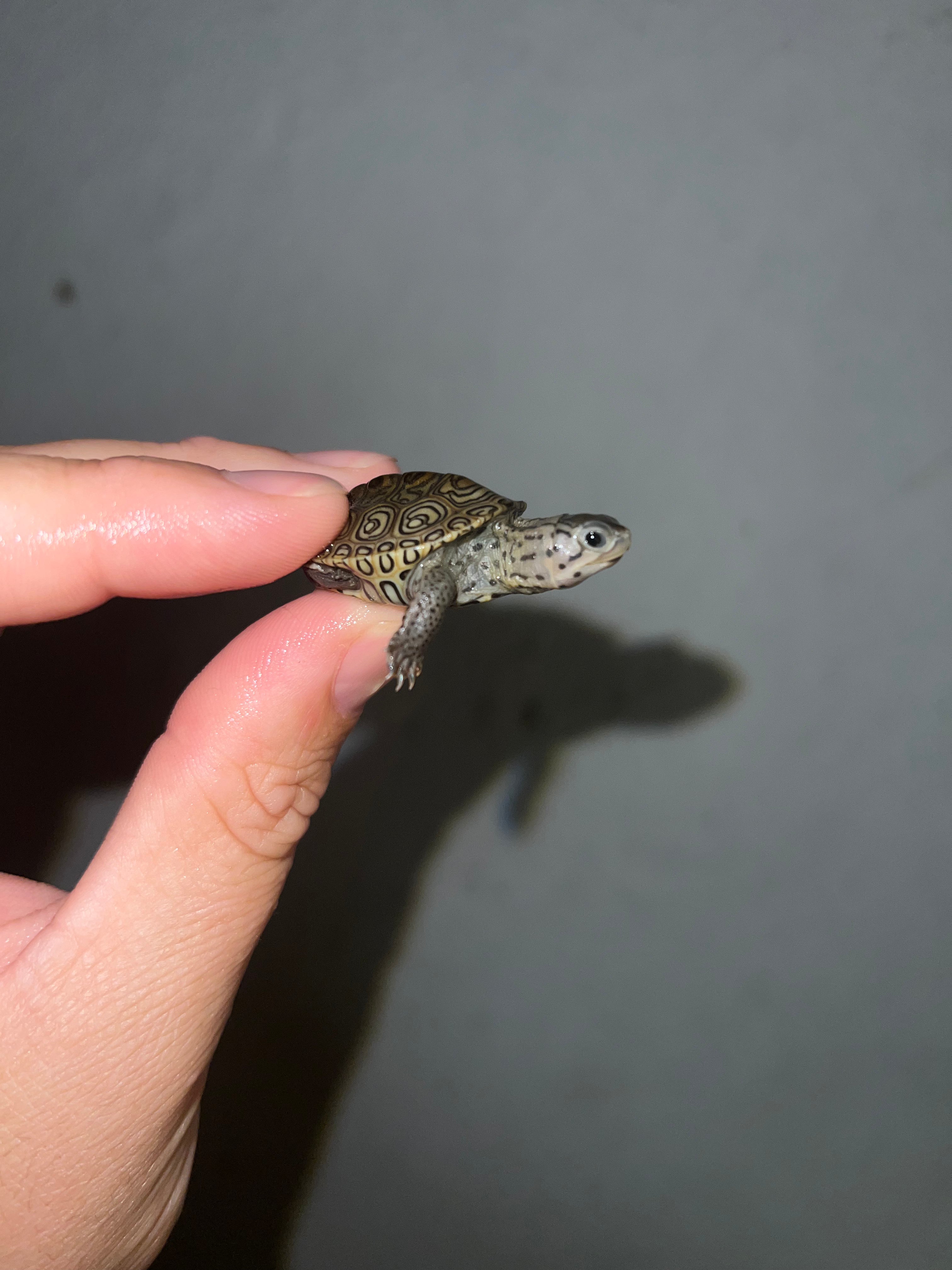 Concentric Diamondback Terrapin (Malaclemys terrapin) For Sale