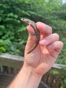 Spanish Ribbed Newt Adults (Pleurodeles waltl)