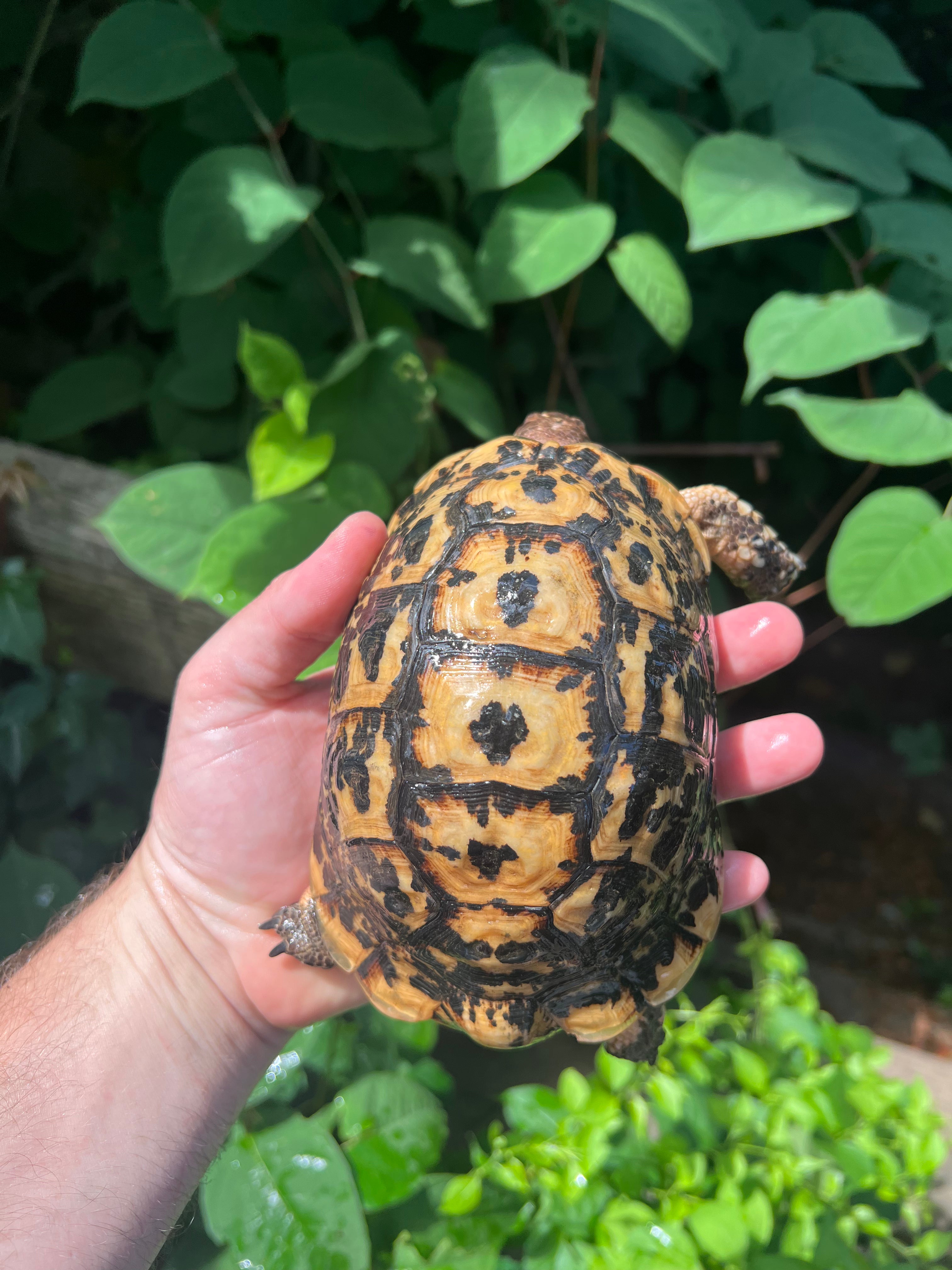 Libyan Greek Tortoise For Sale 