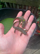 Spanish Ribbed Newt Adults (Pleurodeles waltl)