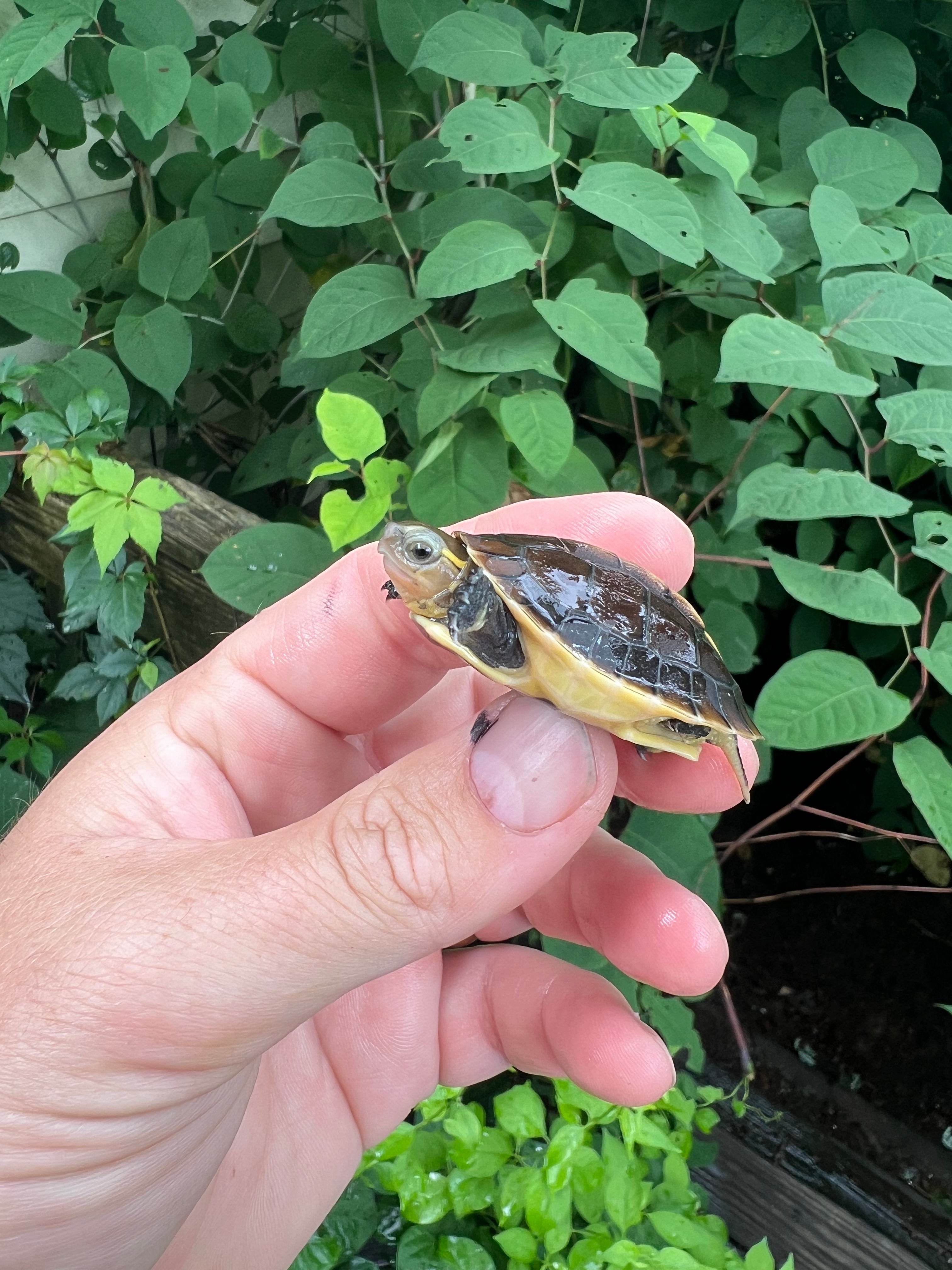 Chinese Box Turtle Babies For Sale American Reptile Distributors