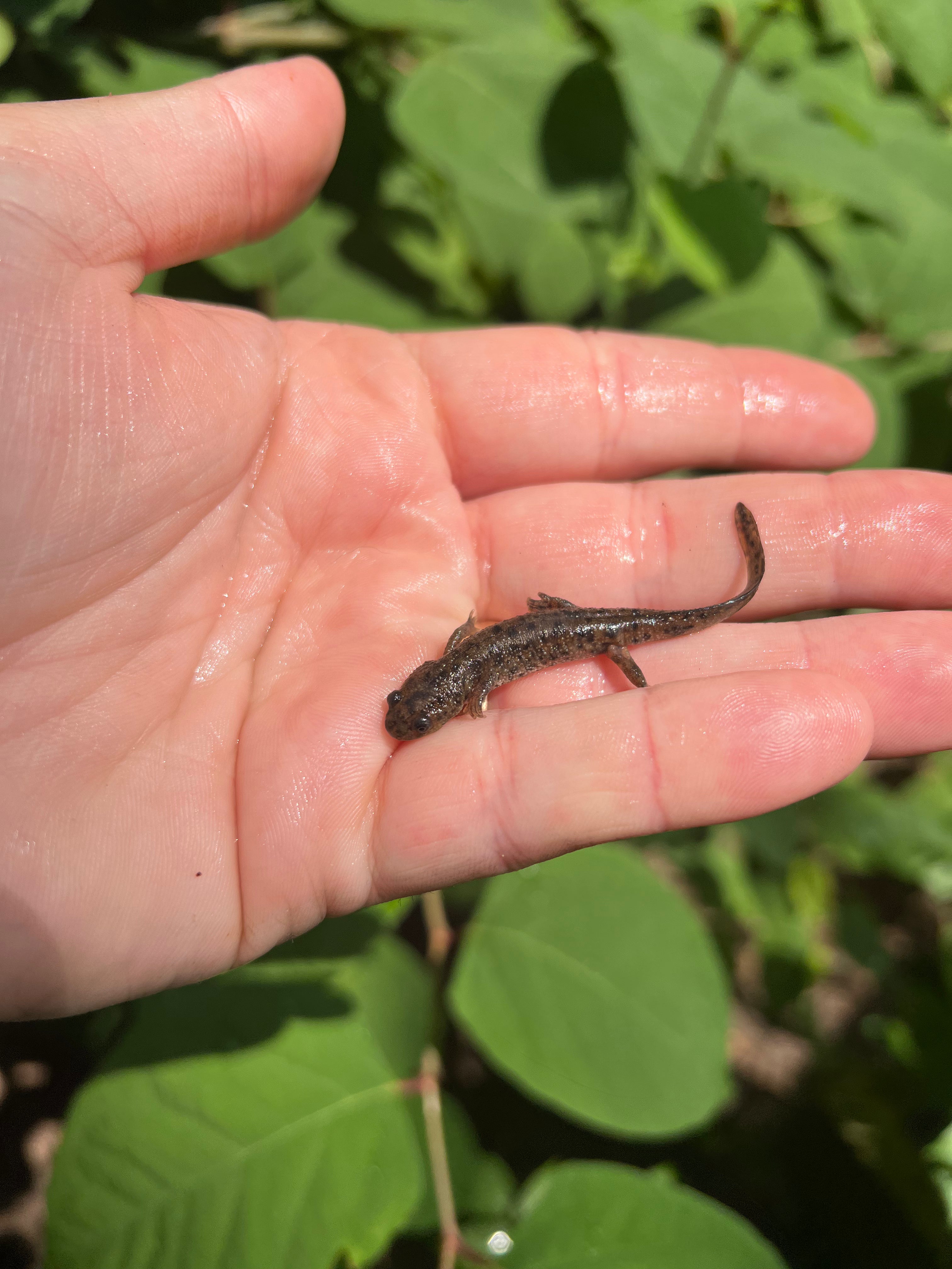 Spanish Ribbed Newts For Sale | American Reptile Distributors