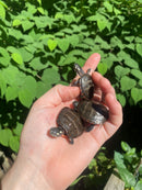 Eastern Painted Turtle Baby  (Chrysemys picta)