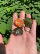 Northern Red Bellied Turtle Baby (Pseudemys rubriventris)
