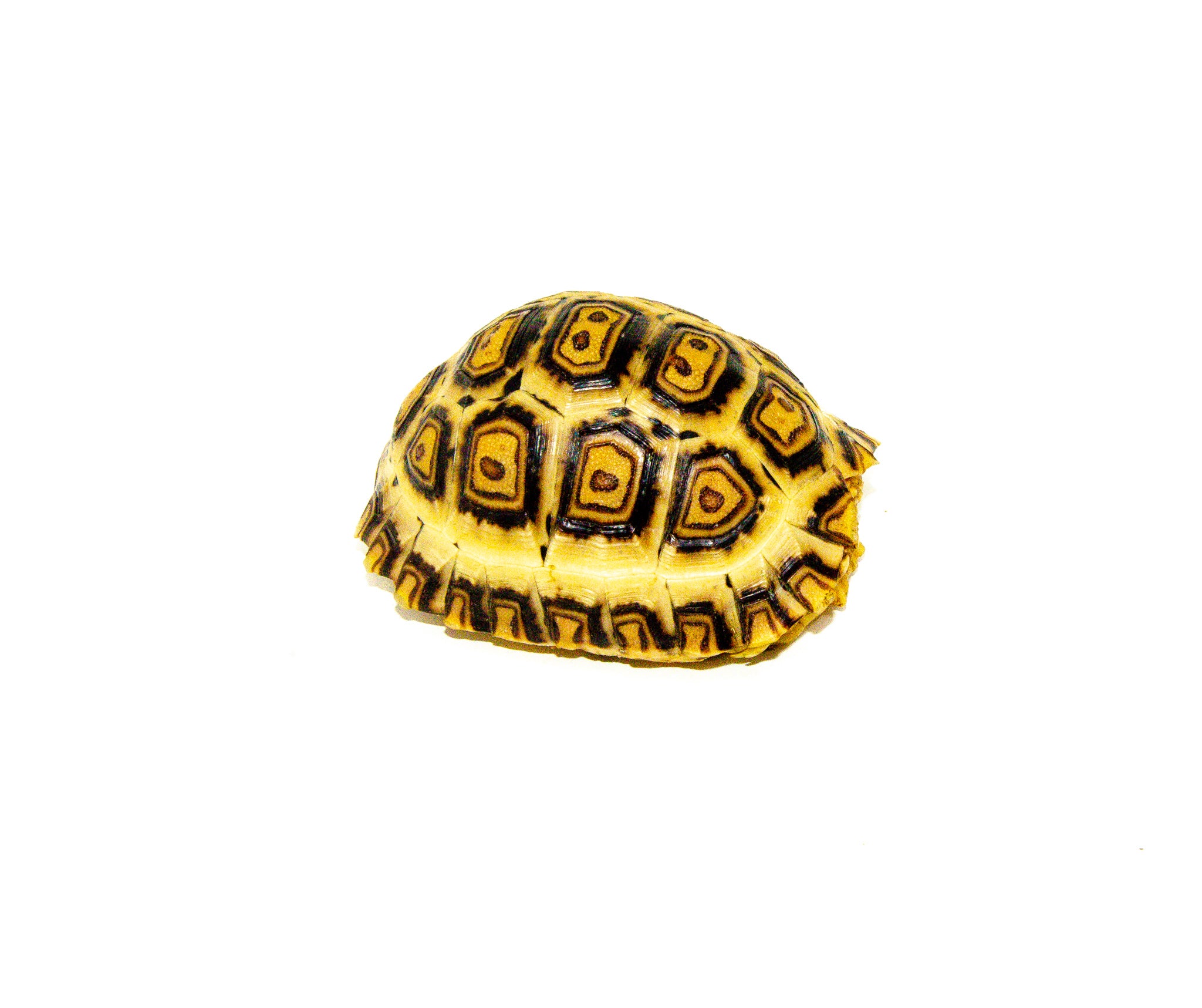 South African Giant Leopard Tortoise For Sale American Reptile