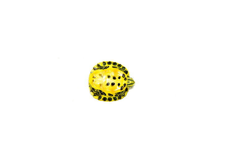 Baby Yellow Bellied Slider Turtle (Trachemys scripta)