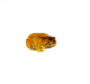 Burmese squat frog (Calluella guttulatus)