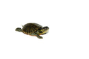 Western Painted Turtle Baby (Chrysemys picta)