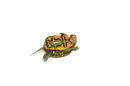 Western Painted Turtle Baby (Chrysemys picta)