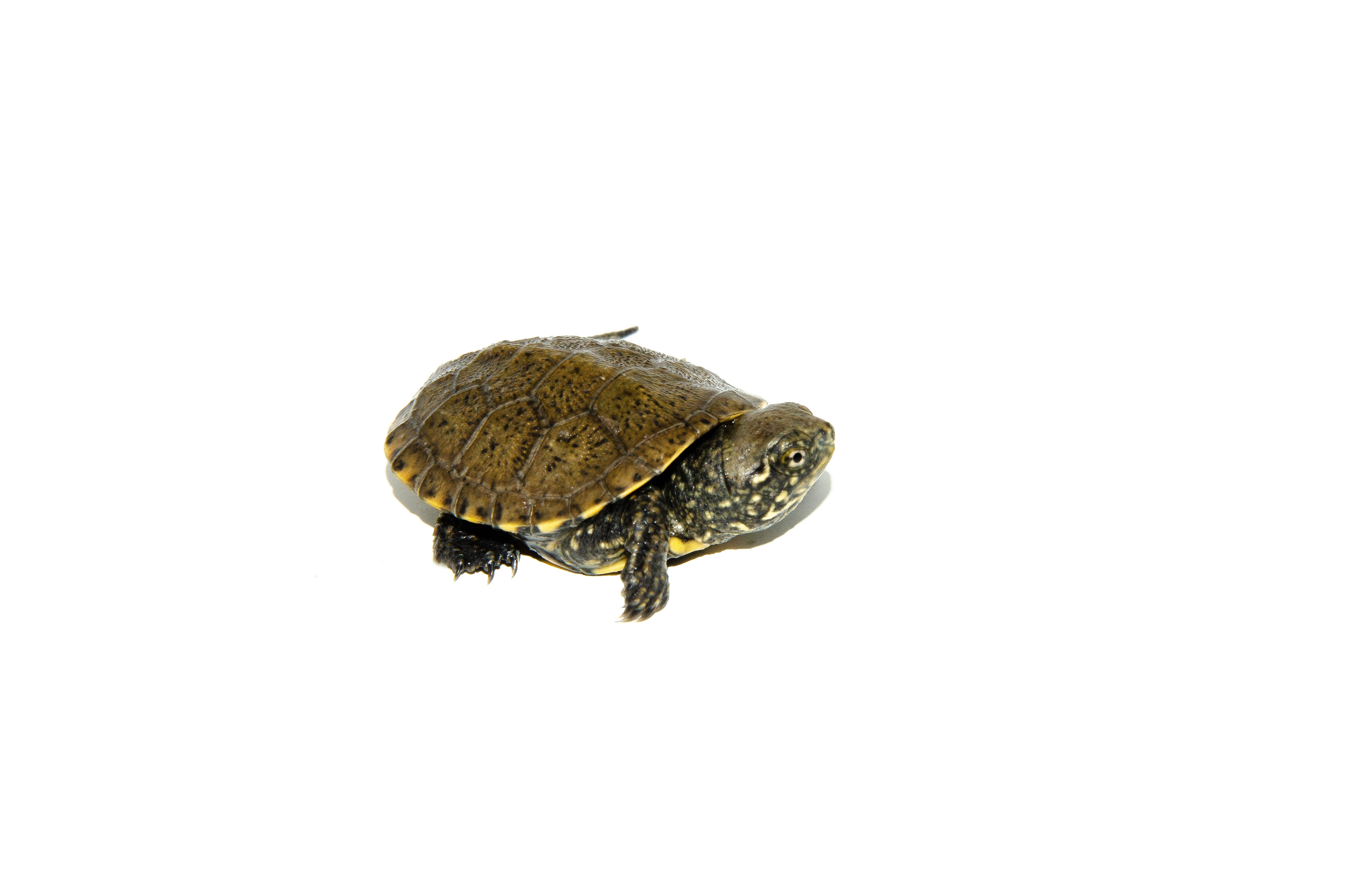 European Pond Turtles For Sale 