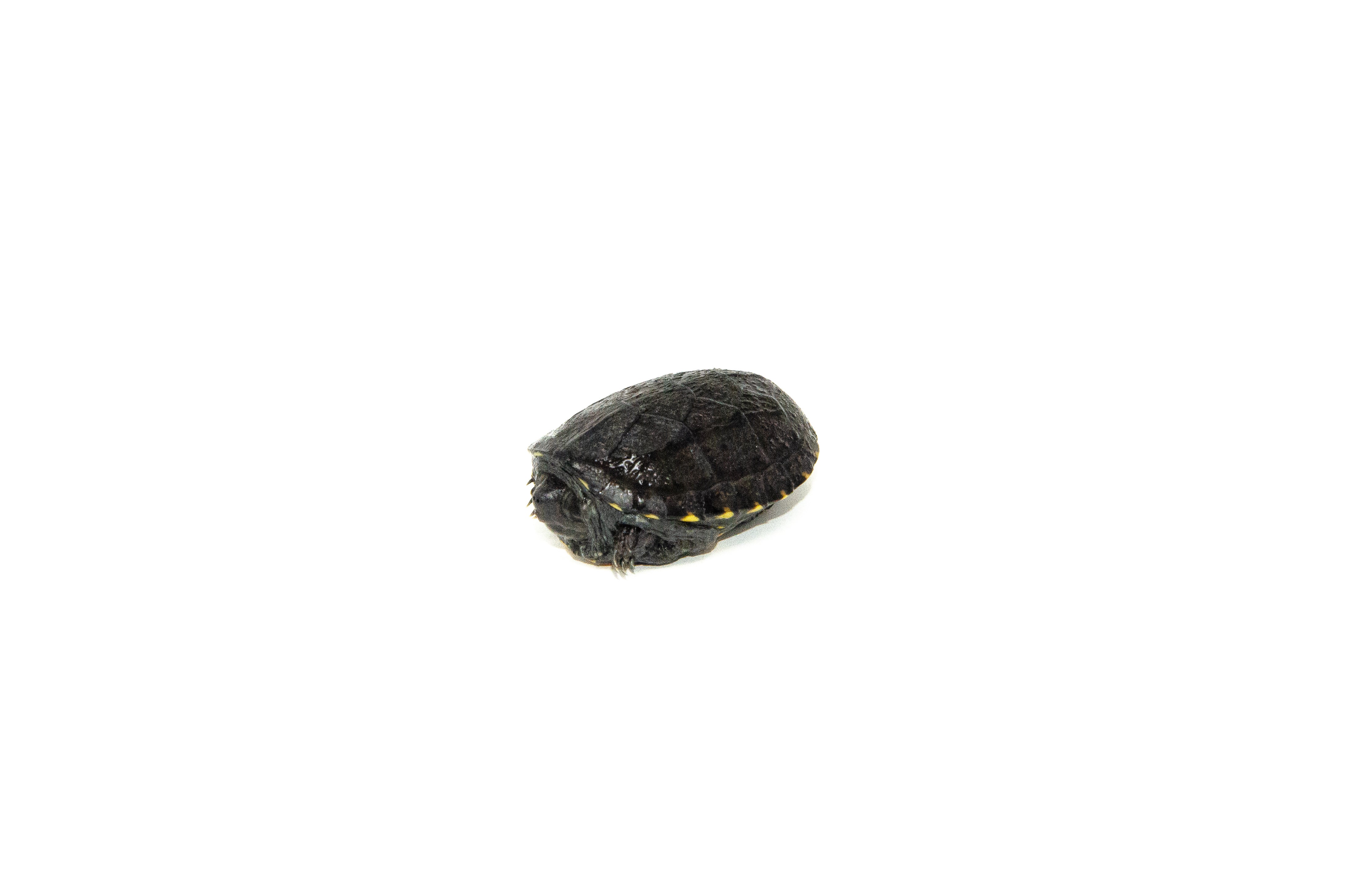 americanreptiles.com