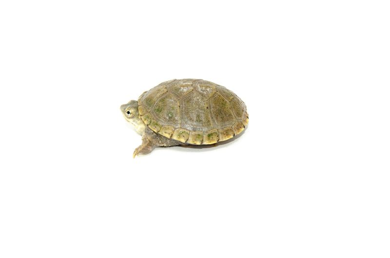 Yellow Mud Turtle Baby (Kinosternon flavescens)