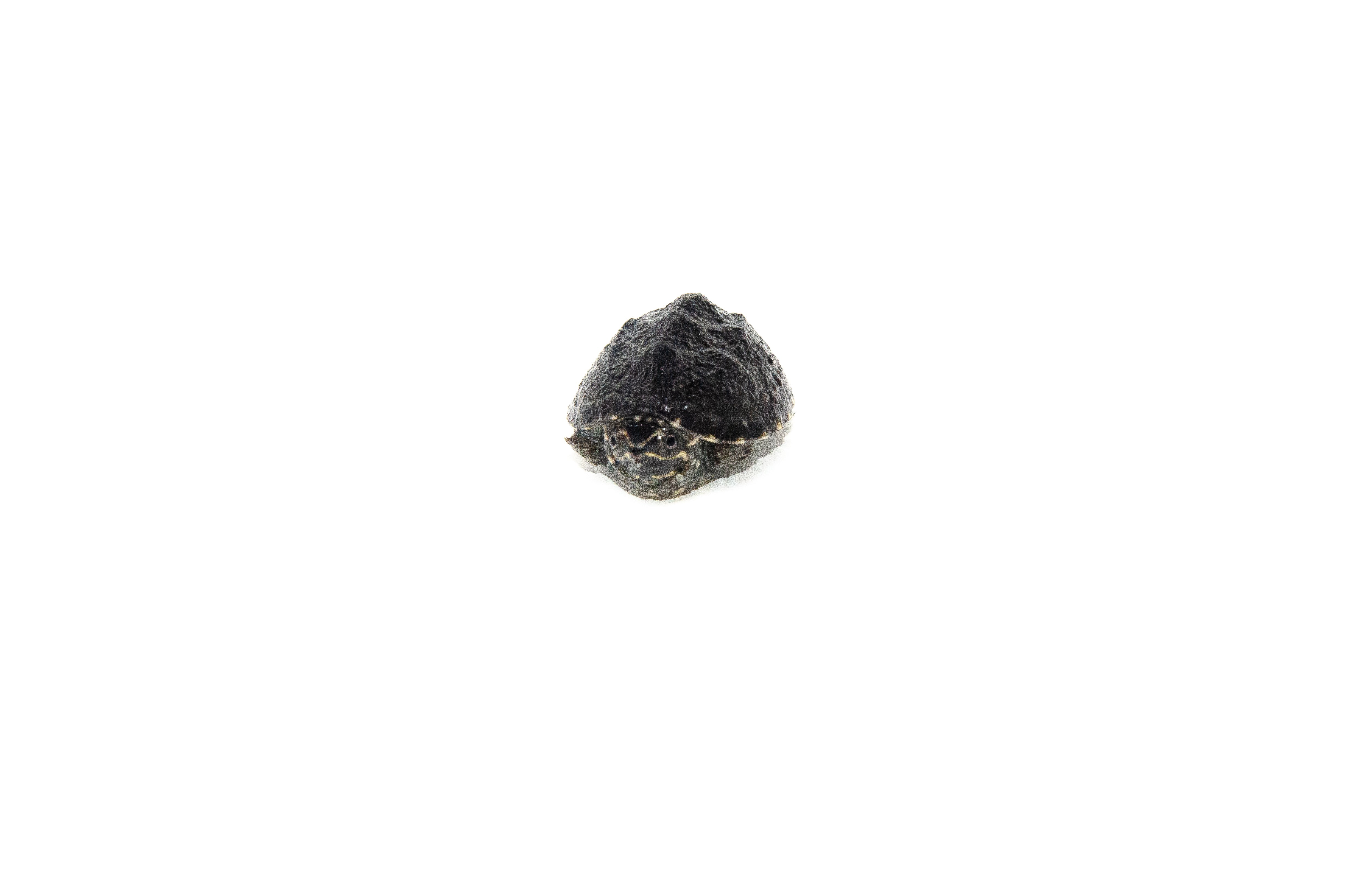 americanreptiles.com