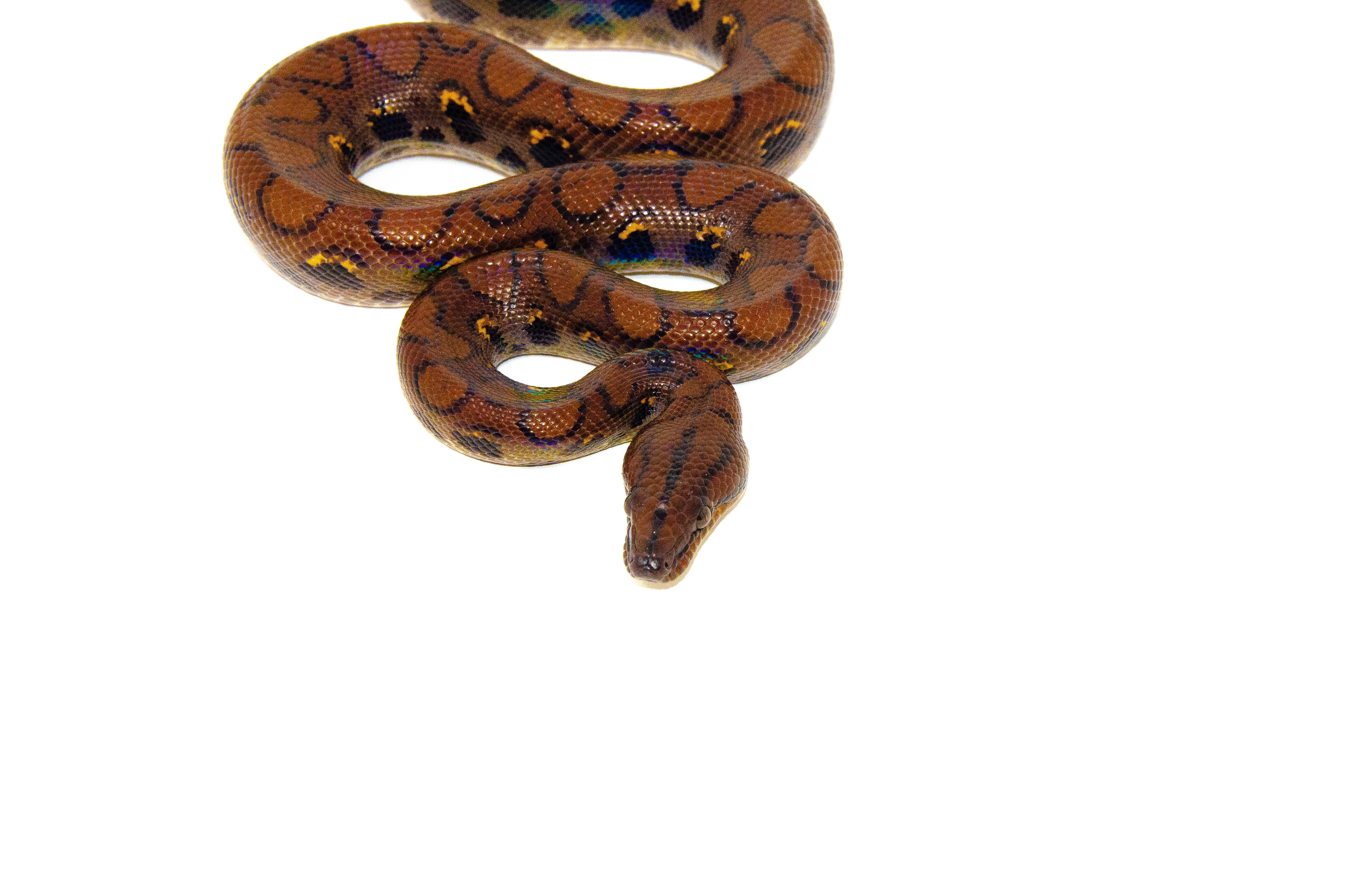 Brazilian rainbow boas - c.b. babies