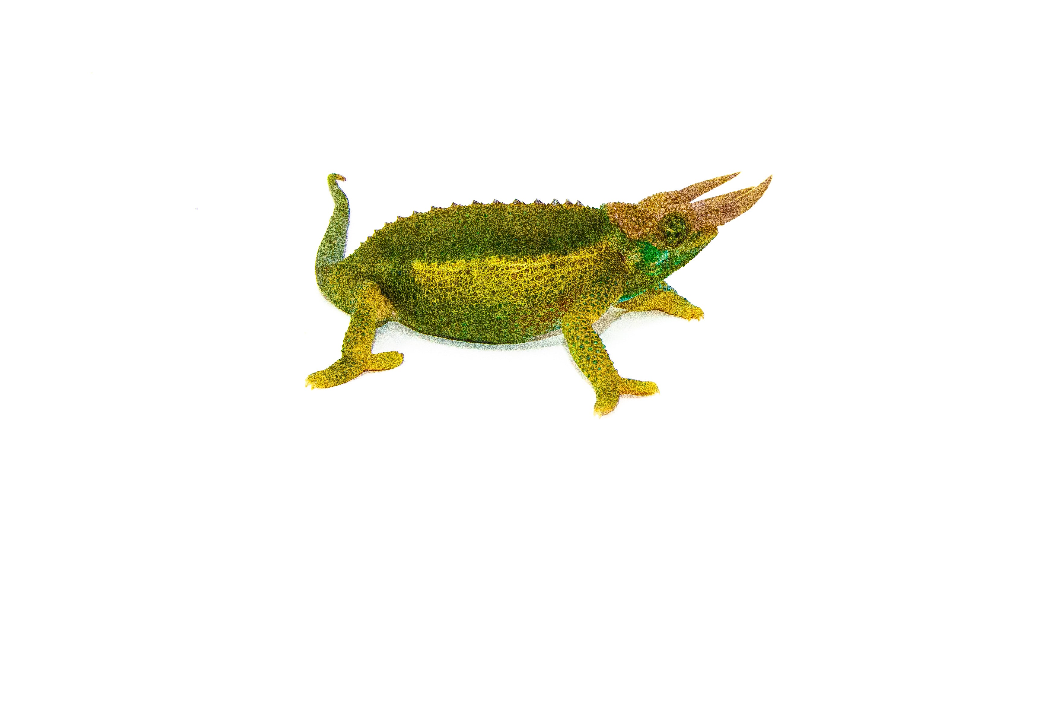 Rainbow Jacksons Chameleon for sale – TikisGeckos