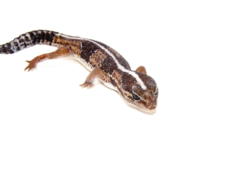 Fat Tailed Gecko (Hemitheconyx caudicinctus)
