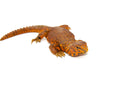 Super Red Niger Uromastyx (Uromastyx geyri)
