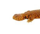 Super Red Niger Uromastyx (Uromastyx geyri)