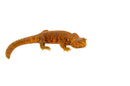 Super Red Niger Uromastyx (Uromastyx geyri)