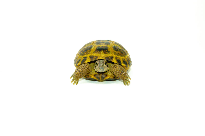 Russian Tortoise (Testudo horsfieldii)