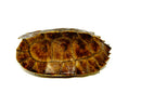 Giant Asian Wood Turtle (Heosemys grandis)