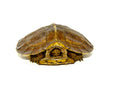Giant Asian Wood Turtle (Heosemys grandis)