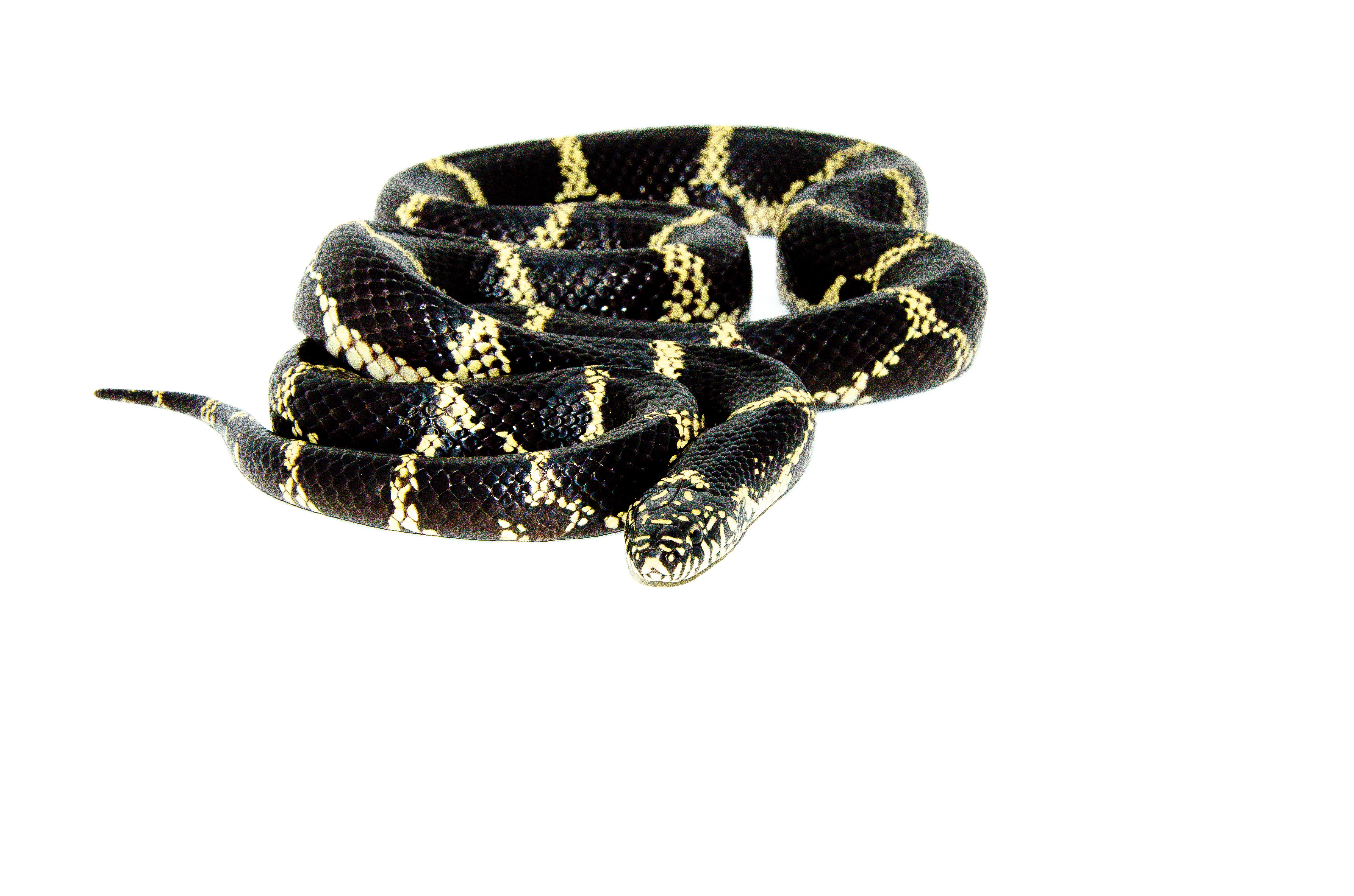 Eastern King Snake Adults For Sale American Reptile Distributors