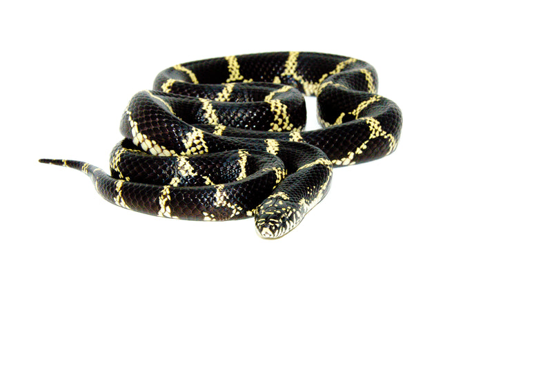 Eastern King Snake Adults (Lampropeltis getula)