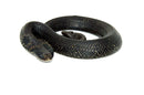 Eastern Hognose Snake (Heterodon platirhinos)
