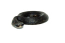 Eastern Hognose Snake (Heterodon platirhinos)