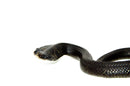 Eastern Hognose Snake (Heterodon platirhinos)