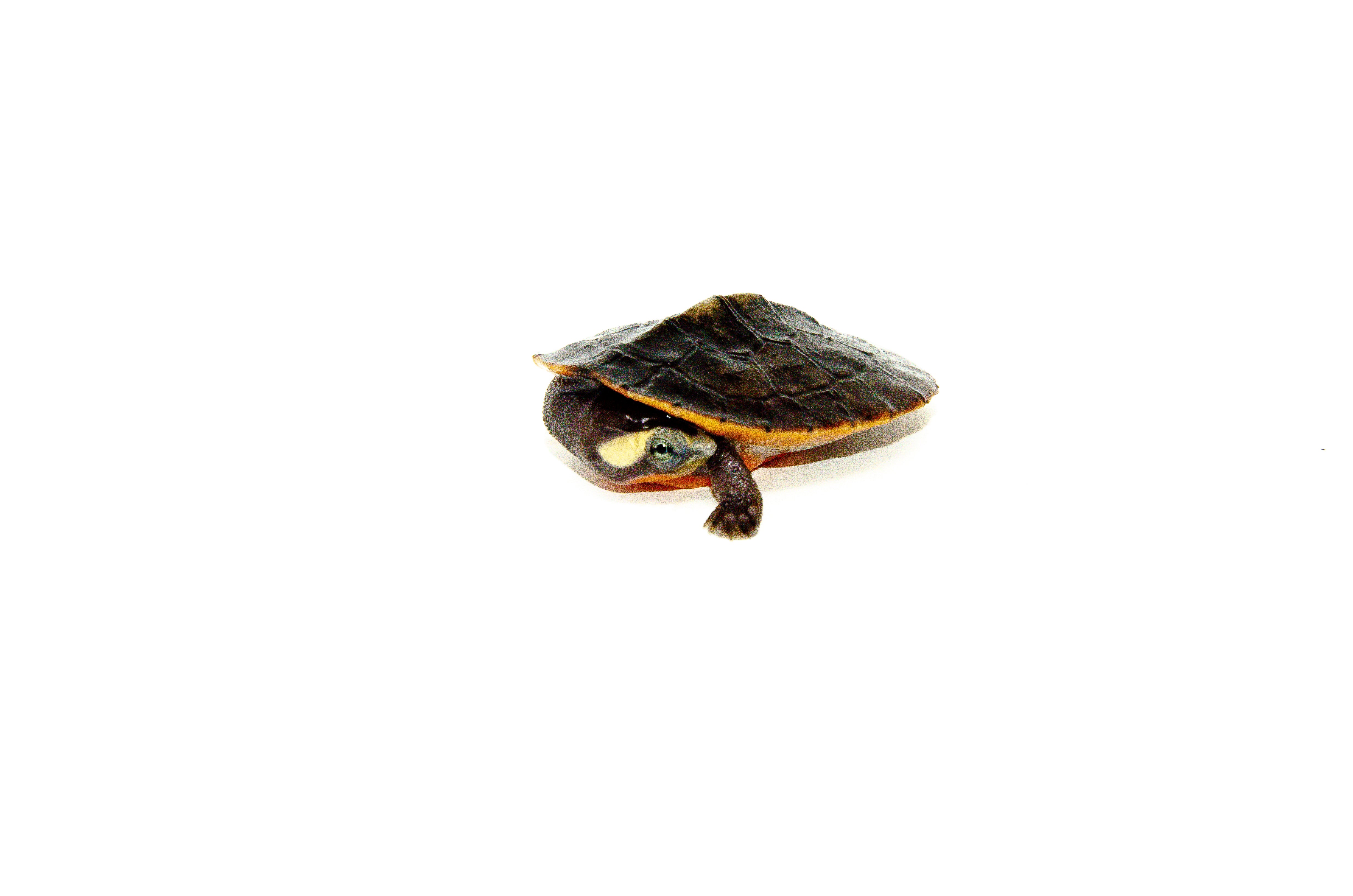 baby painted turtle belly