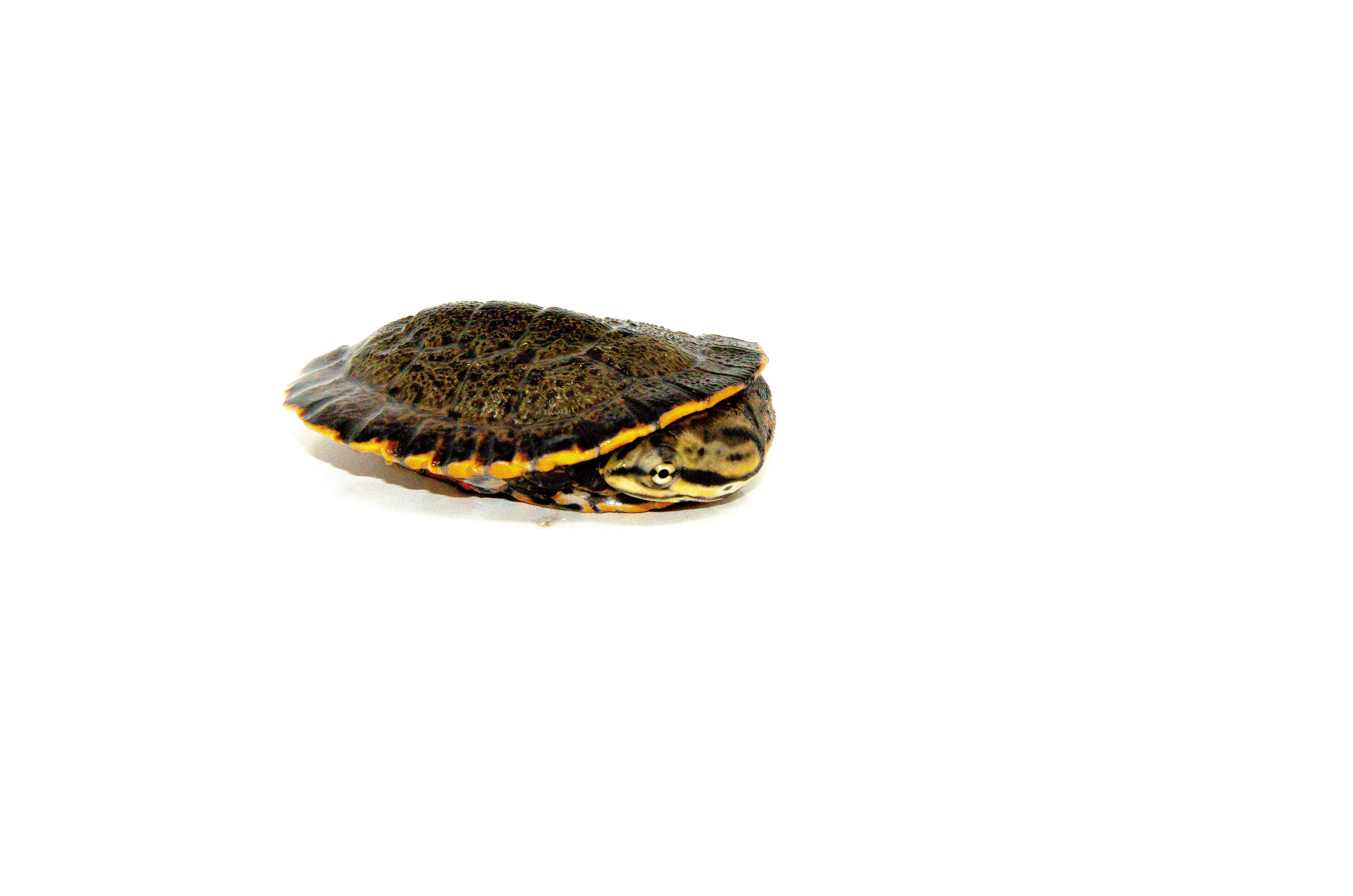 americanreptiles.com