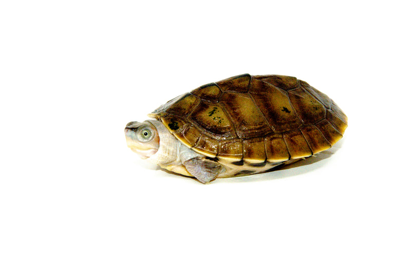 Brown Roofed Turtle (Pangshura smithii)