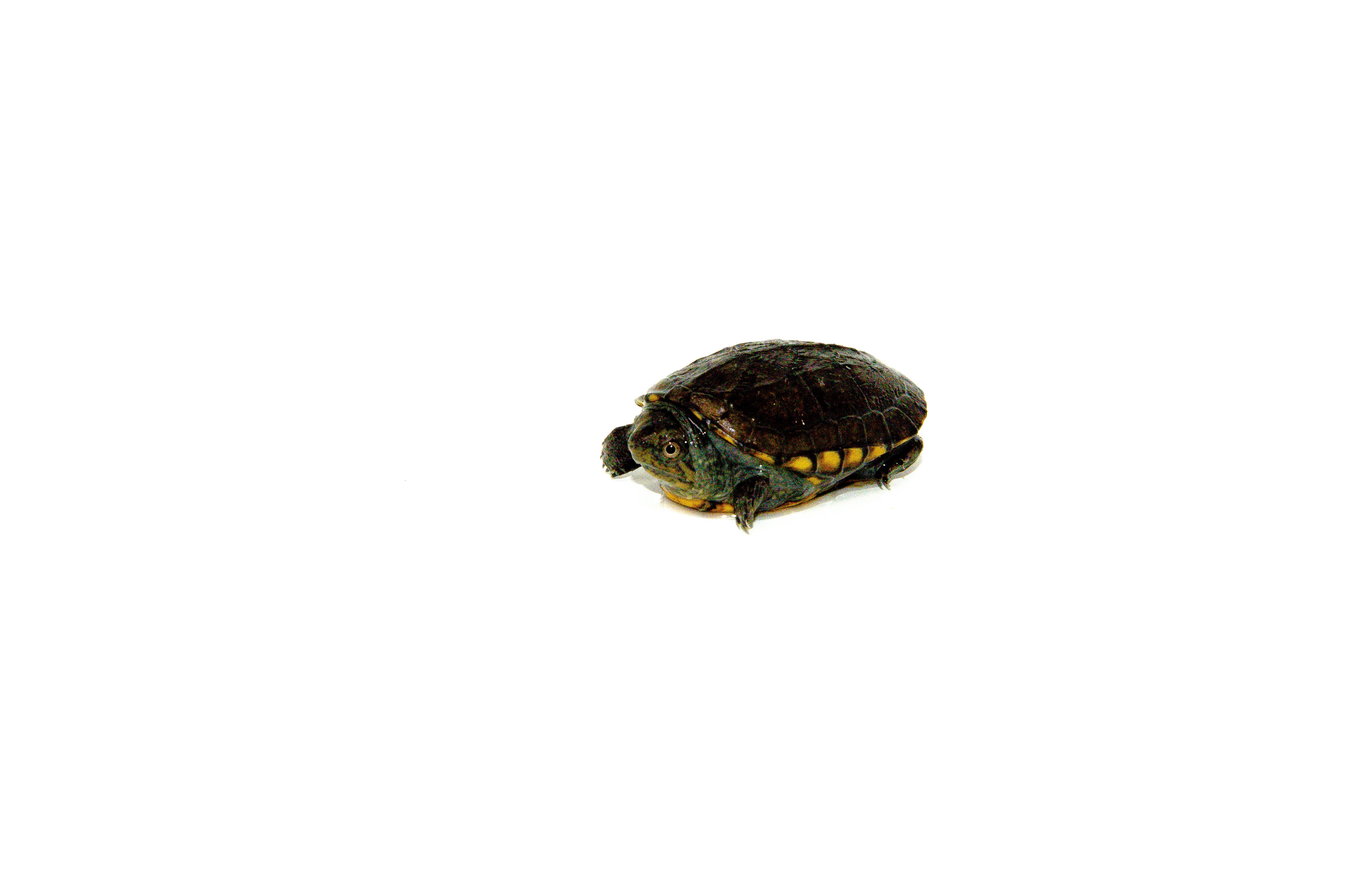 americanreptiles.com