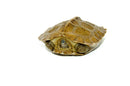 Giant Asian Wood Turtle Baby (Heosemys grandis)