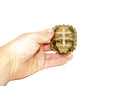 Giant Asian Wood Turtle Baby (Heosemys grandis)