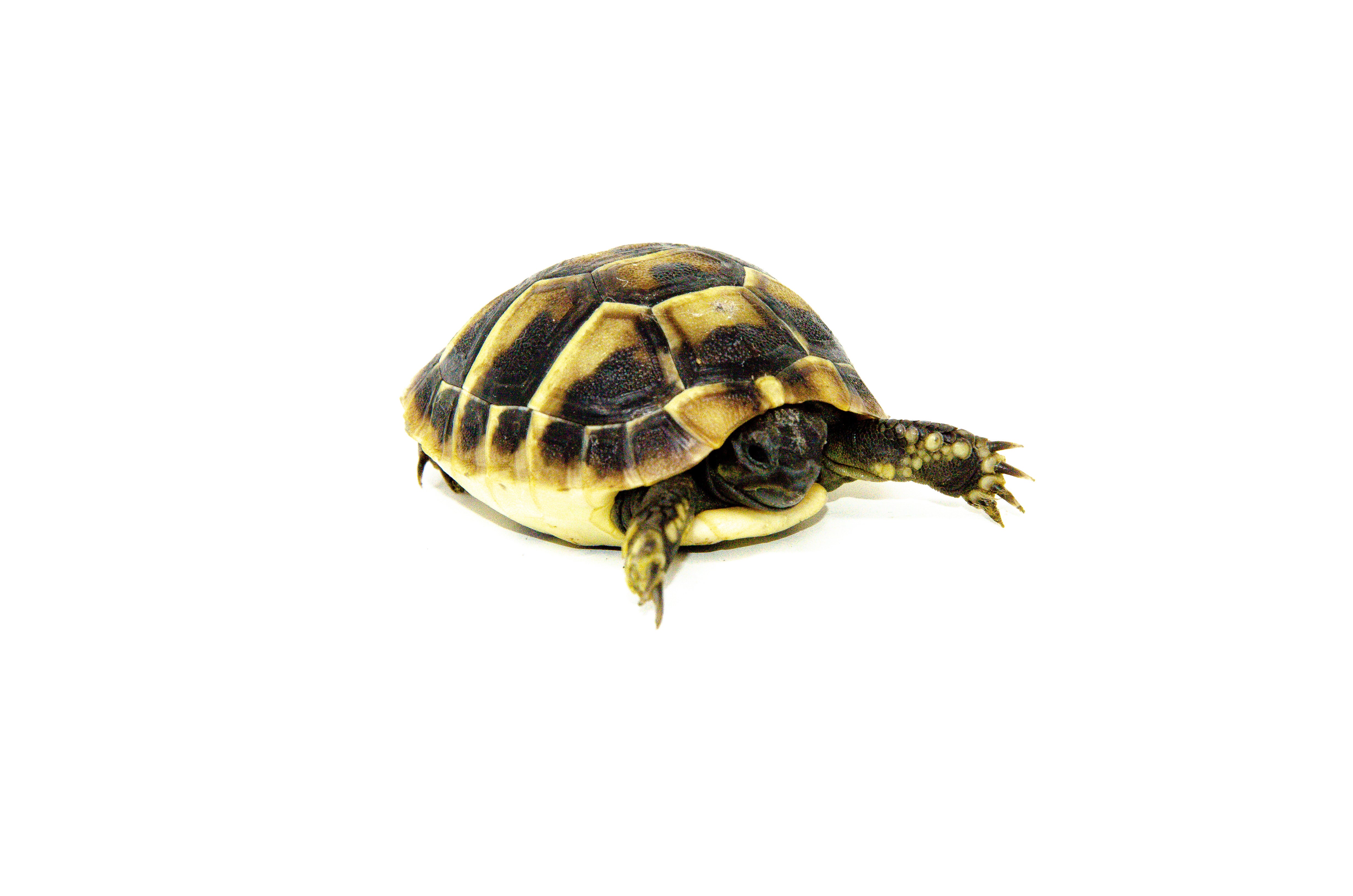 Eastern Hermanns Tortoise Babies $174.99 