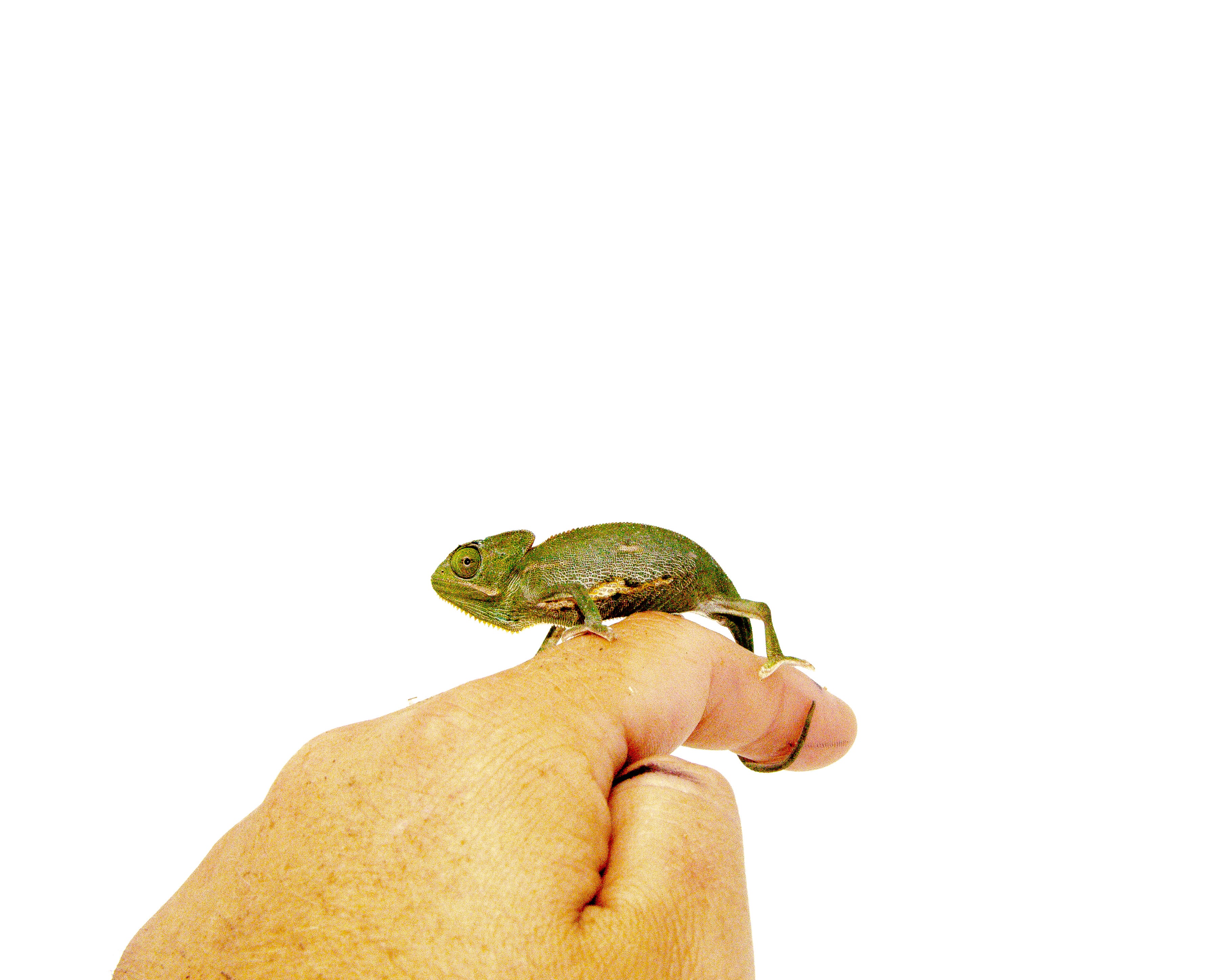 The Hidden Cost Of Chameleon Babies: The Ultimate Price Of Life - b12ro1d