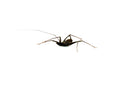 Whip Scorpion (Damon variegatus)