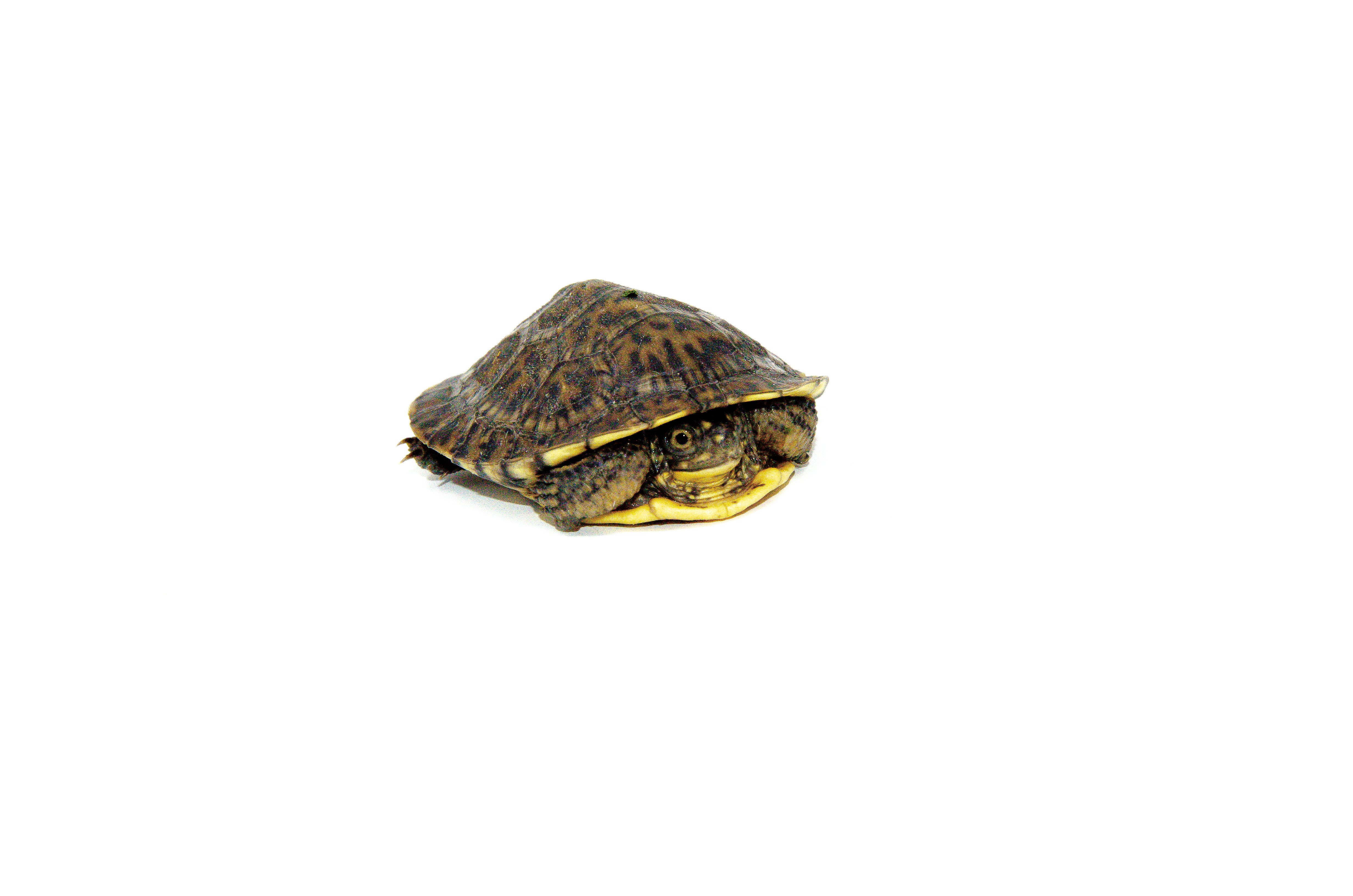 americanreptiles.com