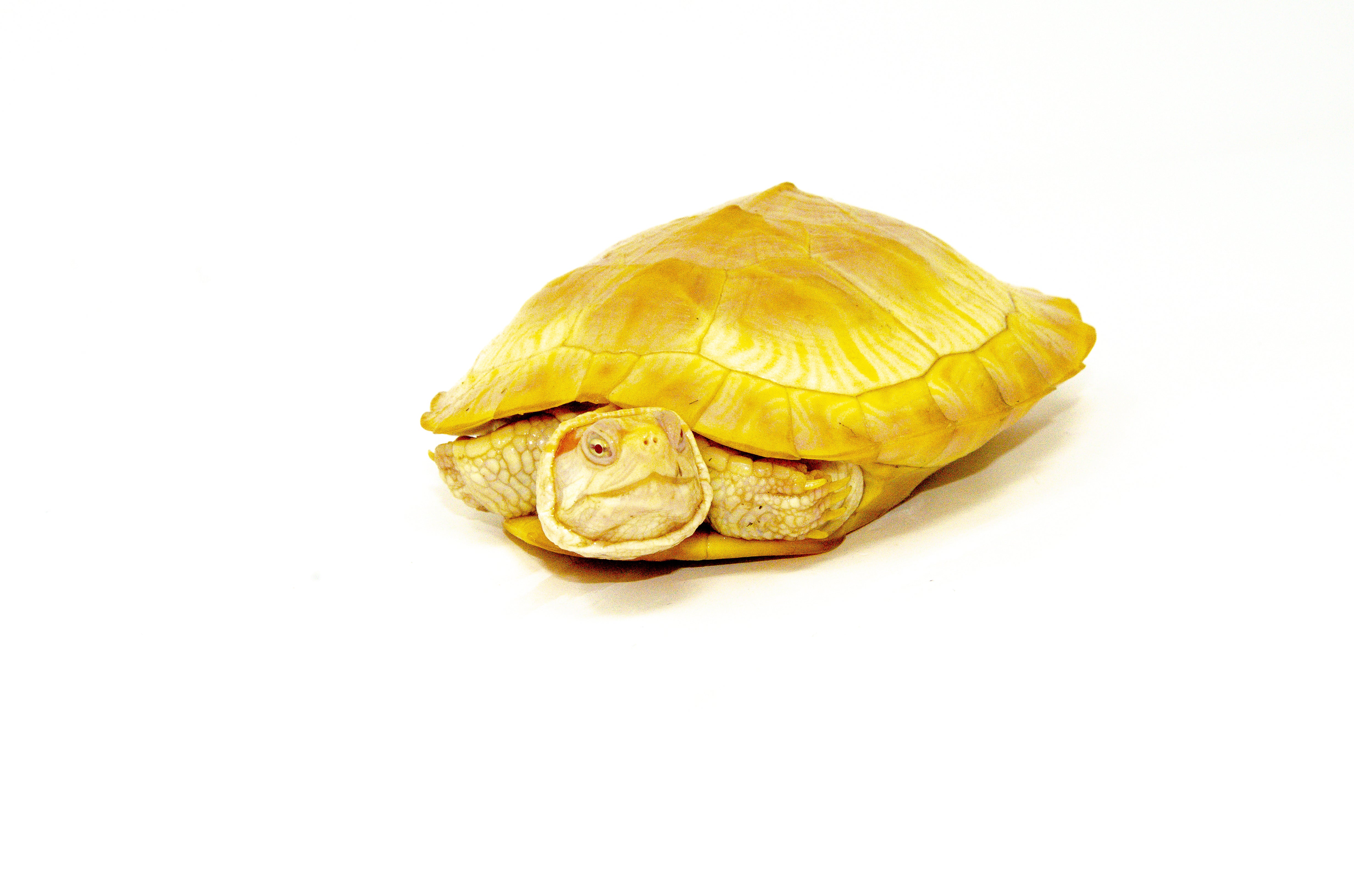 americanreptiles.com