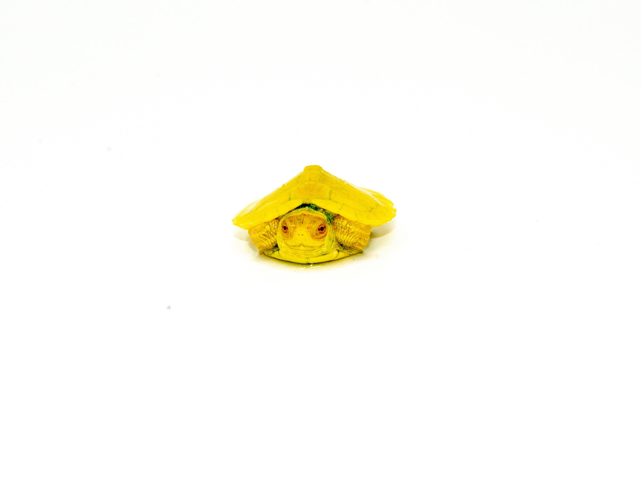 americanreptiles.com