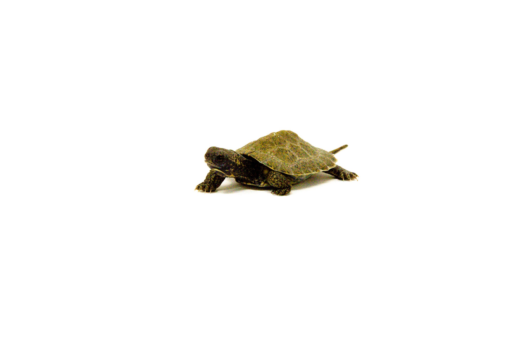 americanreptiles.com