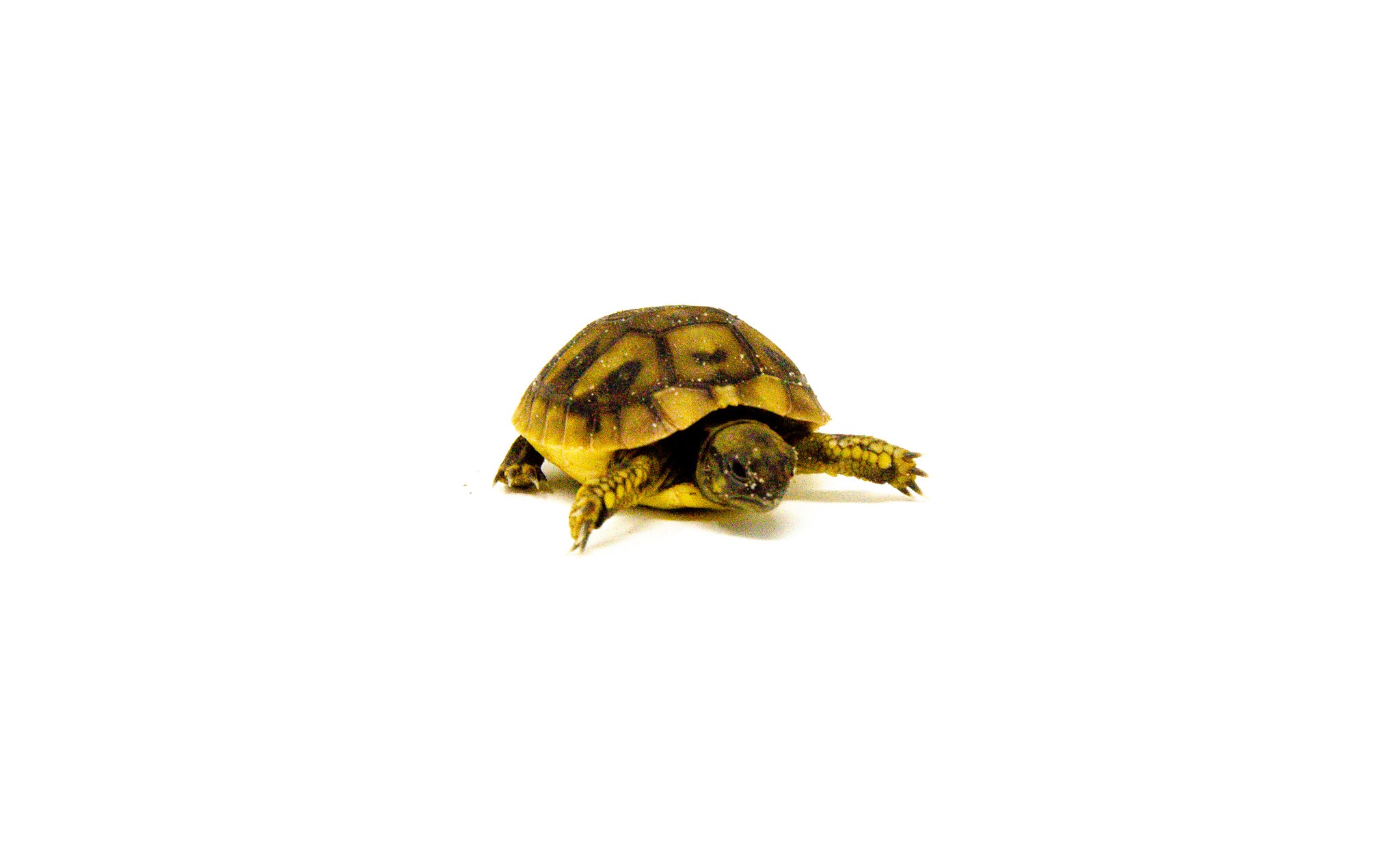 americanreptiles.com