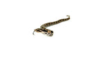 Eastern Hognose Snake (Heterodon platirhinos)