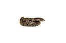 Eastern Hognose Snake (Heterodon platirhinos)