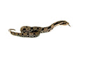Eastern Hognose Snake (Heterodon platirhinos)