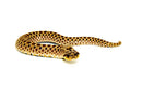 Mexican Hognose Snake (Heterodon kennerlyi)