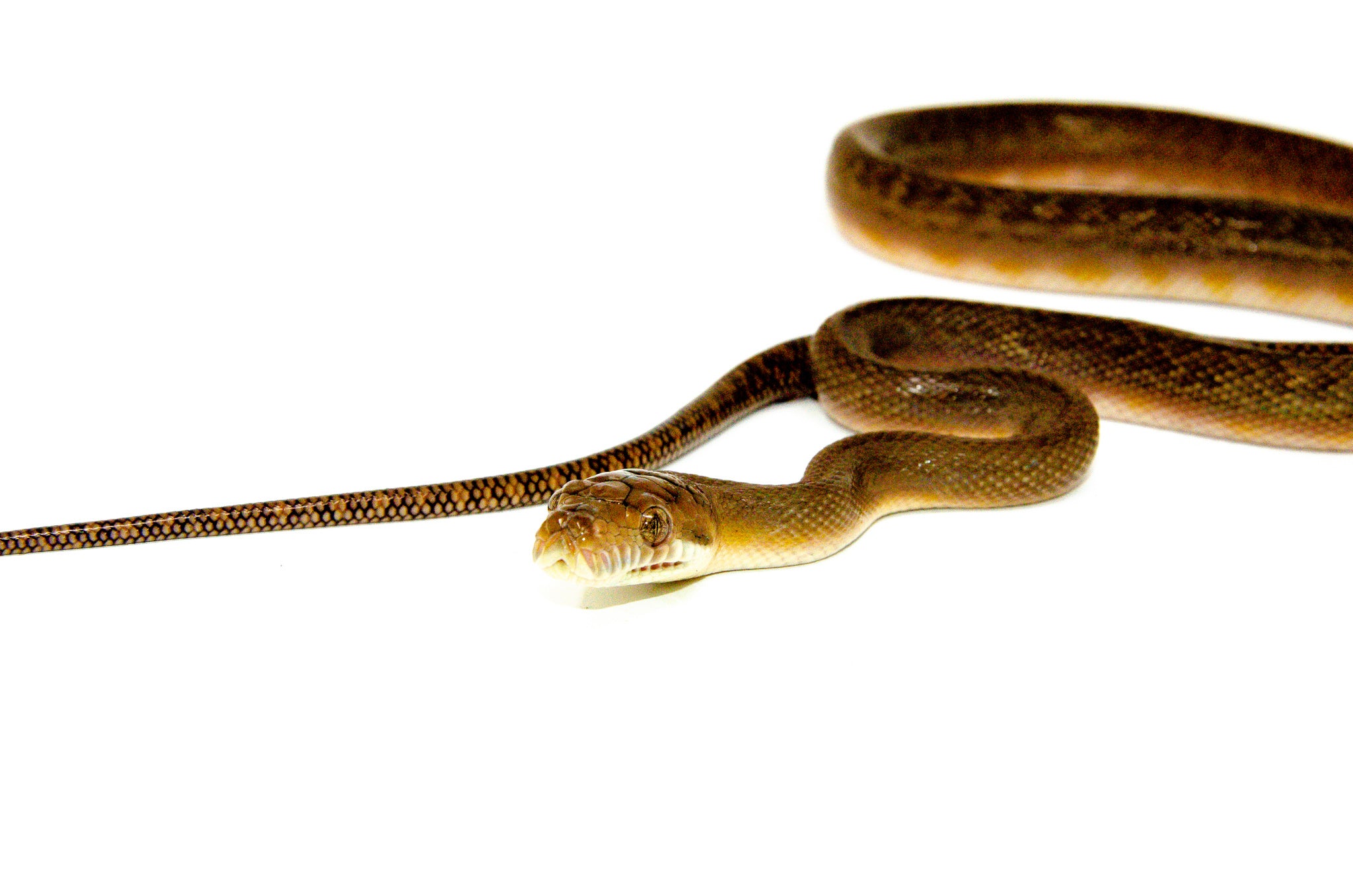Merauke Scrub Python Yearling For Sale | American Reptile Distributors